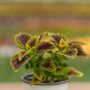 Coleus – Juicy Lucy – 4.5″ Pot